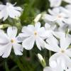 Phlox nain blanc, Phlox mousse blanc