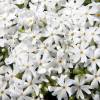 Phlox nain blanc, Phlox mousse blanc