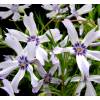 Phlox nain bicolore, Phlox mousse bicolore