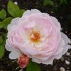 Rosier 'Gentle Hermione'