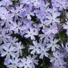 Phlox nain bleu, Phlox mousse bleu