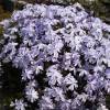 Phlox nain bleu, Phlox mousse bleu