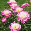 Pivoine 'Bowl of Beauty'