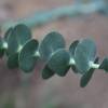 Eucalyptus 'France Bleu'