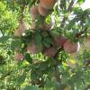 Abricot-Prune Pluot 'Dapple Dandy'