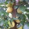 Abricot-Mirabelle Pluot 'Aprimira'