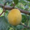 Abricot-Mirabelle Pluot 'Aprimira'