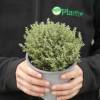 Kit Plantes aromatiques