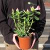 Rose du Dsert - Floraison rose