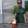 Baobab Specimen
