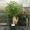Baobab Specimen