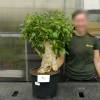 Baobab Specimen