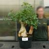 Baobab Specimen