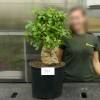 Baobab Specimen
