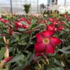 Desert Rose, Red Flowers