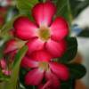 Rose du Désert - Floraison rouge