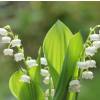 Muguet blanc