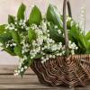 Muguet blanc