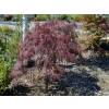 Erable du Japon 'Dissectum garnet'