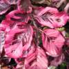 Htre  feuilles tricolores