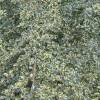 Azara  petites feuilles panaches