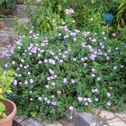 Liseron bleu de Mauritanie : vente Liseron bleu de Mauritanie / Convolvulus  mauritanicus