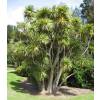 Cordyline australe