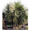 Cordyline australe