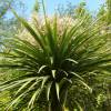 Cordyline australe