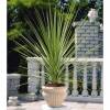 Cordyline australe