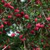 Arbre aux lanternes