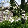 Cornouiller d'Amrique  fleurs blanches