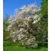 White flowering American dogwood