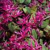 Loropetalum