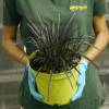 Ophiopogon noir