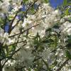 Exochorde 'The Bride'