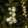 Exochorde 'The Bride'