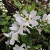 Exochorde 'The Bride'