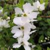 Exochorde 'The Bride'