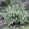 Garrya elliptica