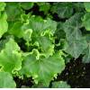 Lierre commun 'Parsley Crested'
