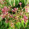 Heptacodium de Chine