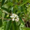 Heptacodium de Chine