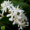 Heptacodium de Chine