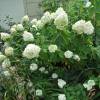 Hortensia  panicules 'Limelight'