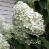 Hortensia  panicules 'Limelight'