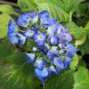 Hortensia 'Adria'