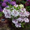 Hortensia 'Libelle'