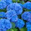 Hortensia 'Renata Blue'