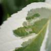 Hortensia  feuillage panach